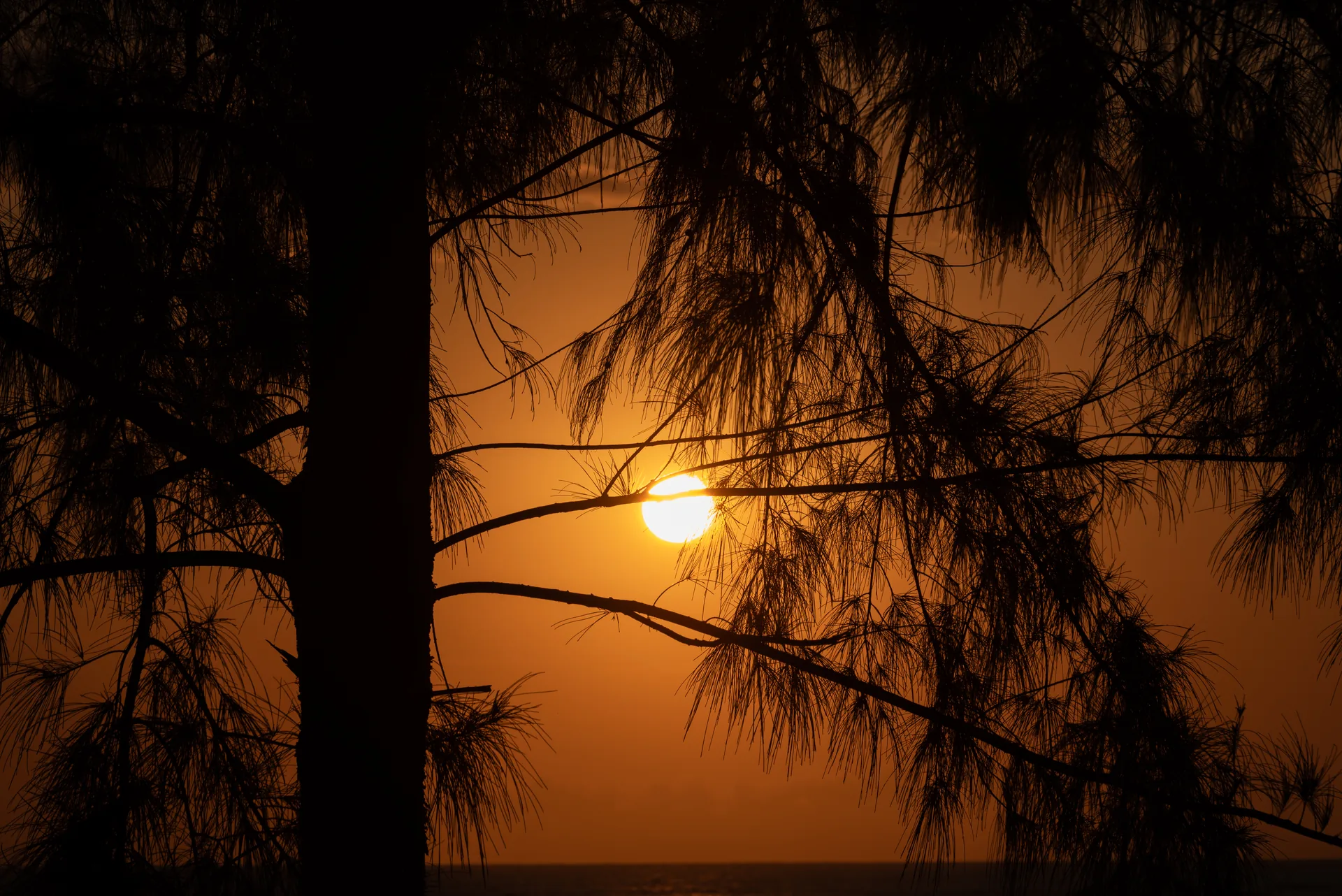 Sol nascendo entre os galhos e o tronco de uma casuarina em silhueta, na Praia Formosa, em Aracruz