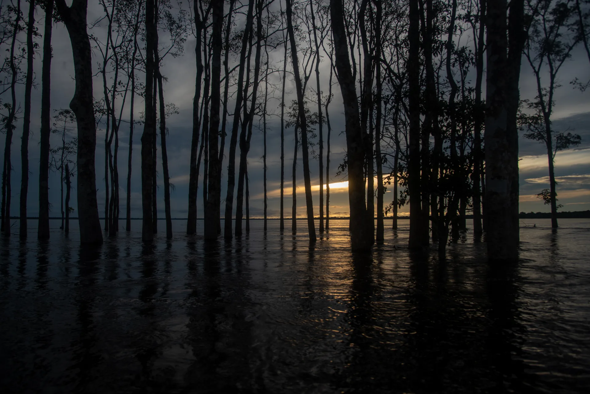Silhuetas de troncos de árvores submersos contra o pôr do sol refletido no rio, em Remanso, Rondônia