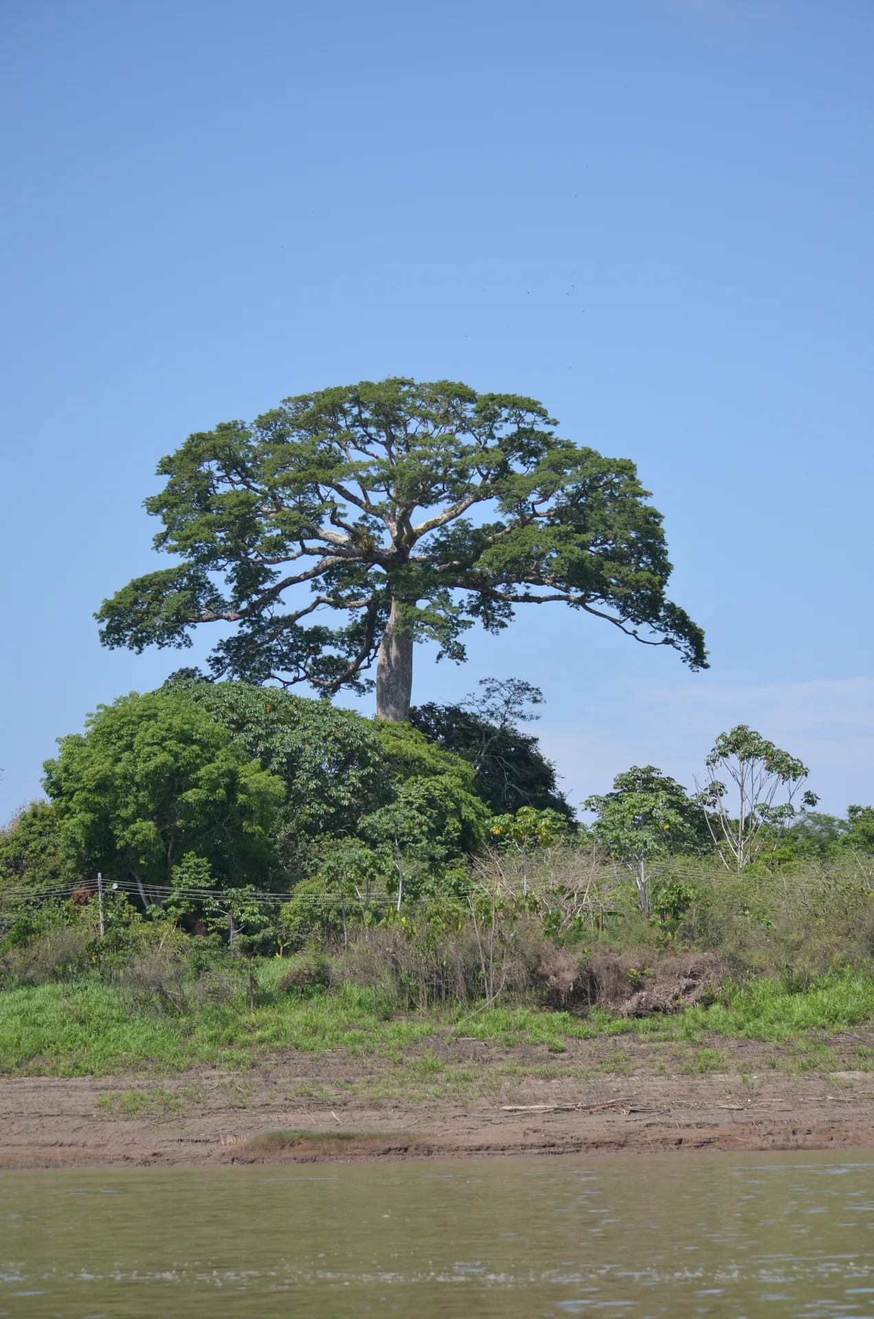 Sumaúma gigante em composição vertical, acima da mata na margem do rio Solimões, no Amazonas