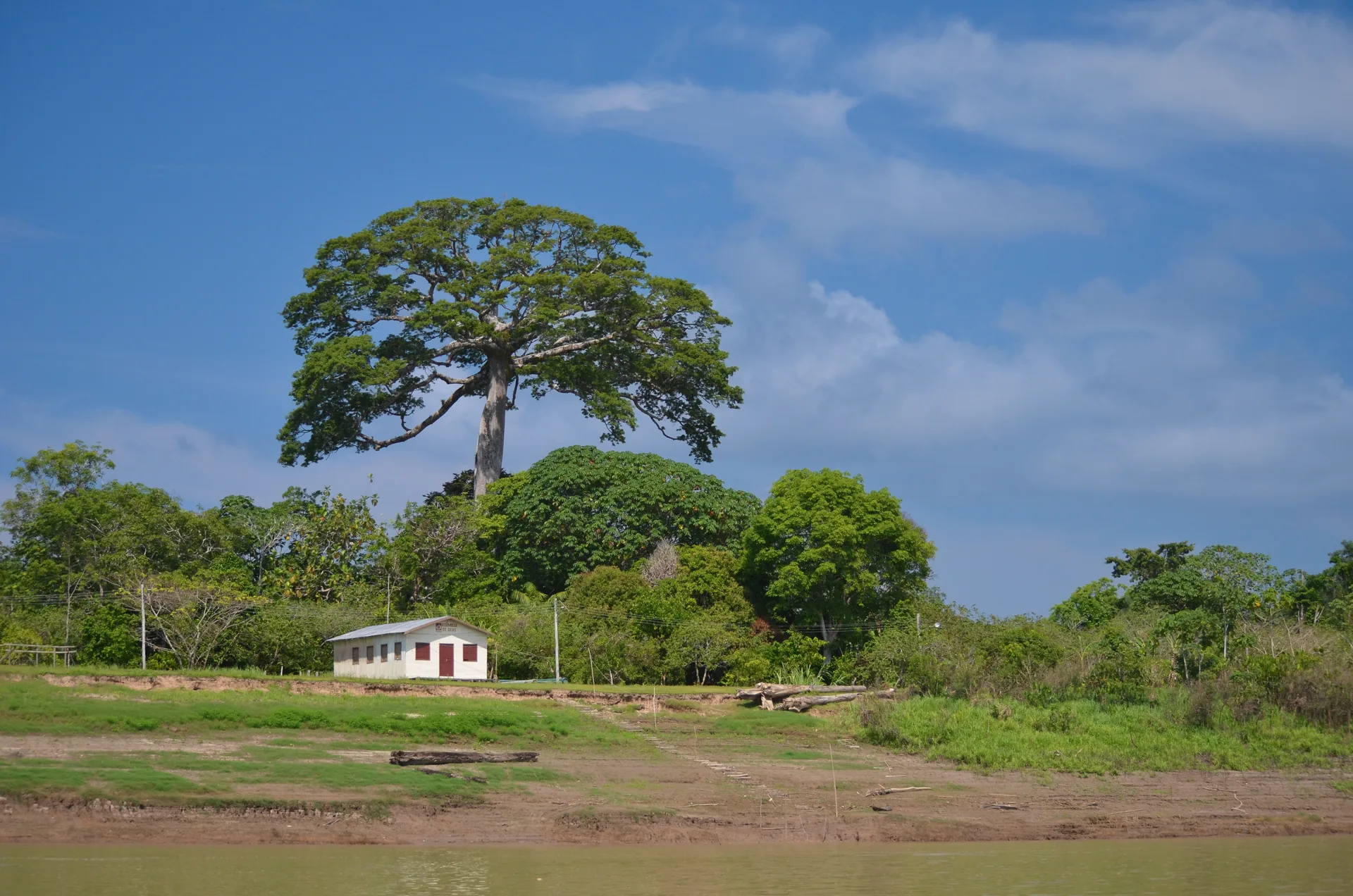 Sumaúma gigante acima da mata na margem do rio Solimões, com uma casinha branca, no Amazonas