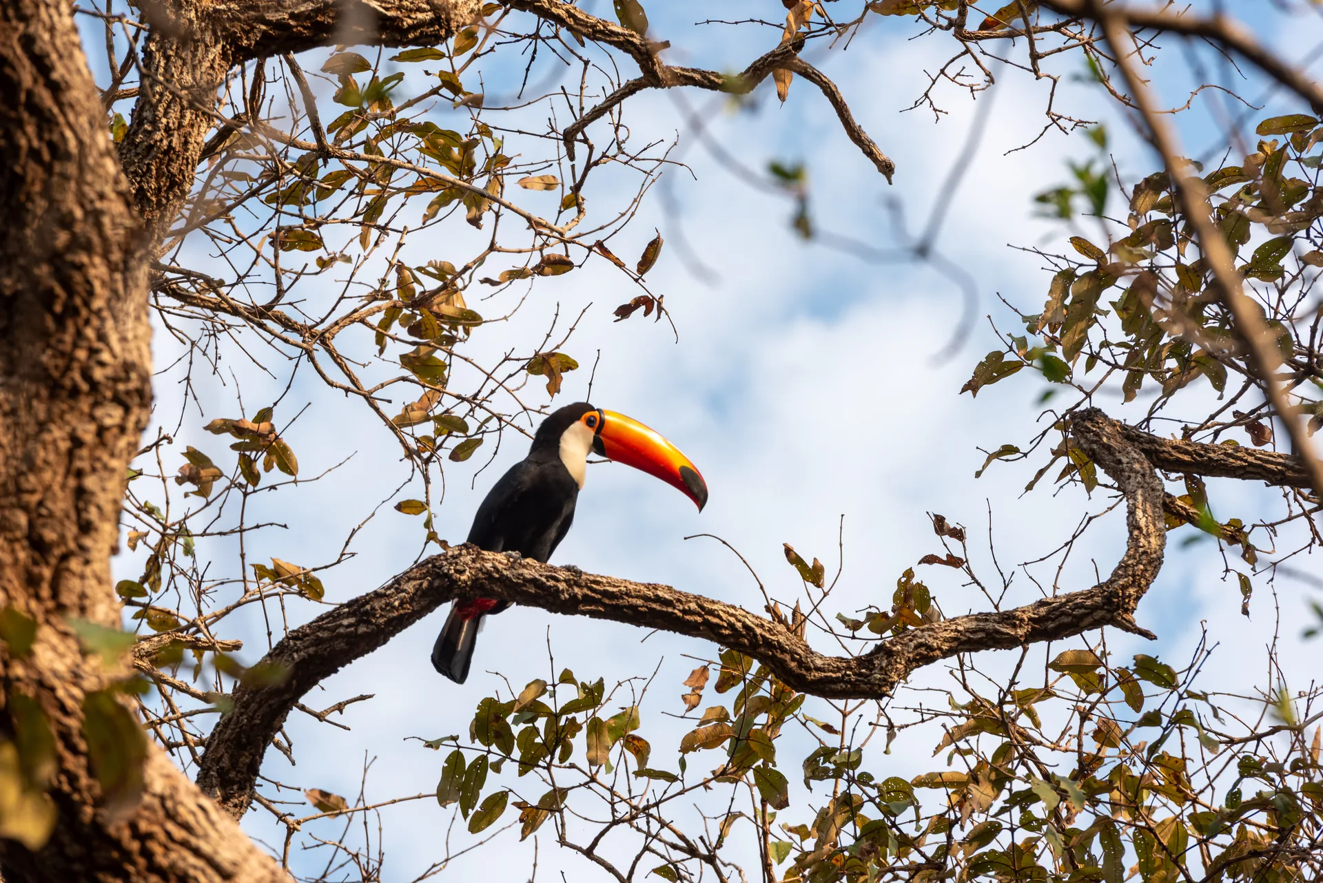 Tucano-toco de bico laranja pousado num galho retorcido, entre folhas secas e céu claro